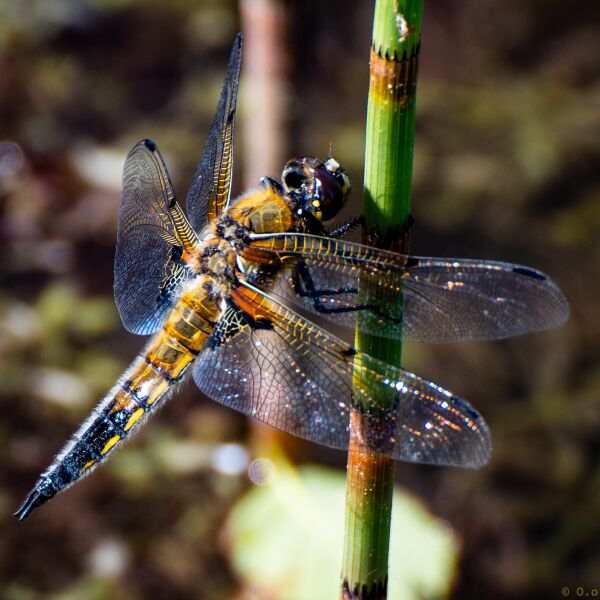 File:Dragonflies-2.jpg