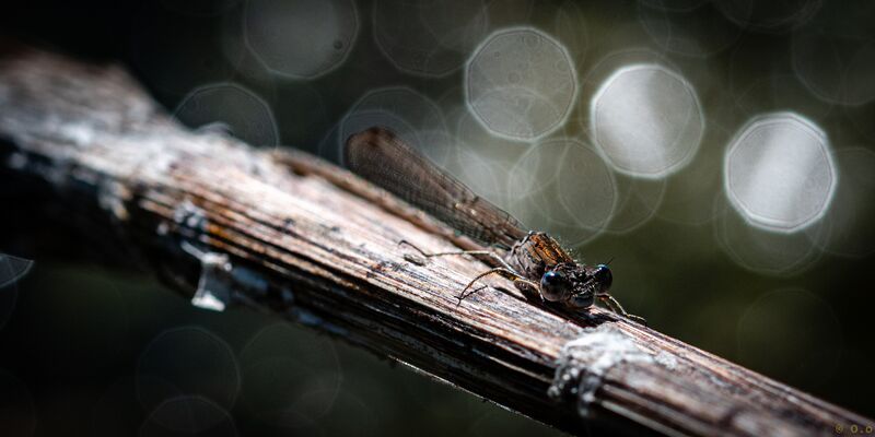 File:Dragonflies-2020-1.jpg