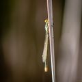 Dragonflies-2020-4.jpg