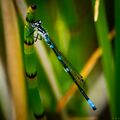 Dragonflies-13.jpg