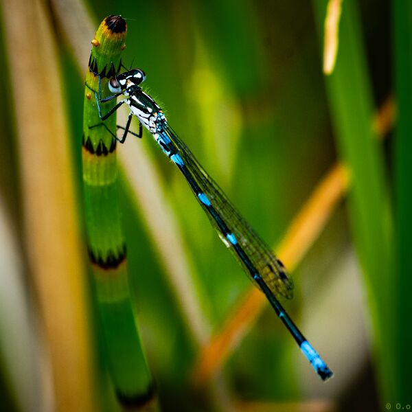 File:Dragonflies-13.jpg