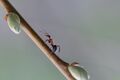 Ant It Just The Way - raw image.jpg