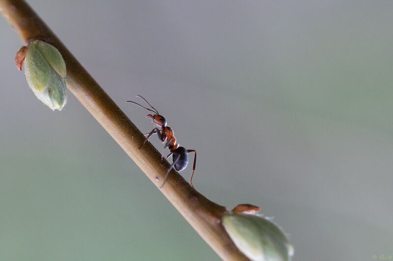 File:Ant It Just The Way - raw image.jpg