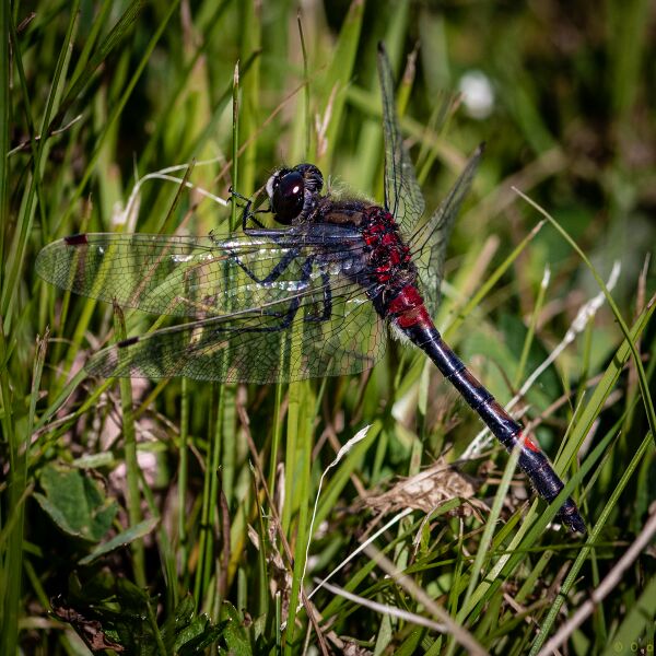 File:Dragonflies-6.jpg