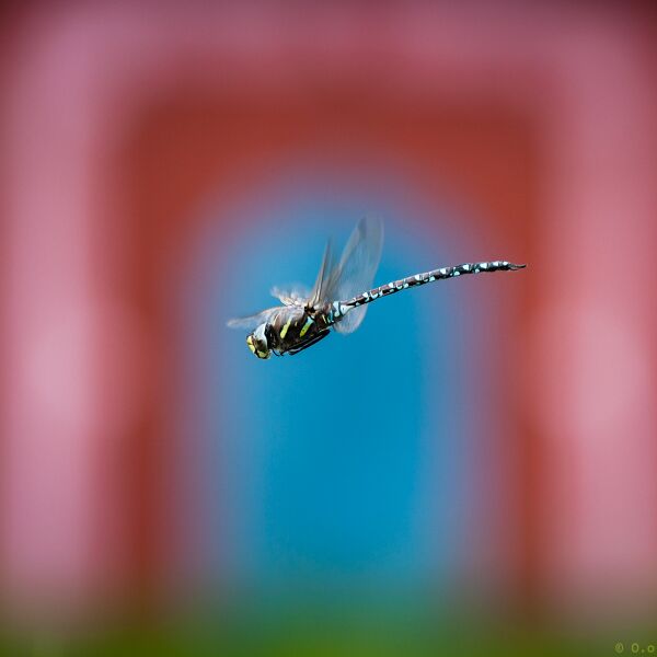 File:Dragonflies-1.jpg