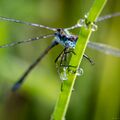 Dragonflies-2020-9.jpg