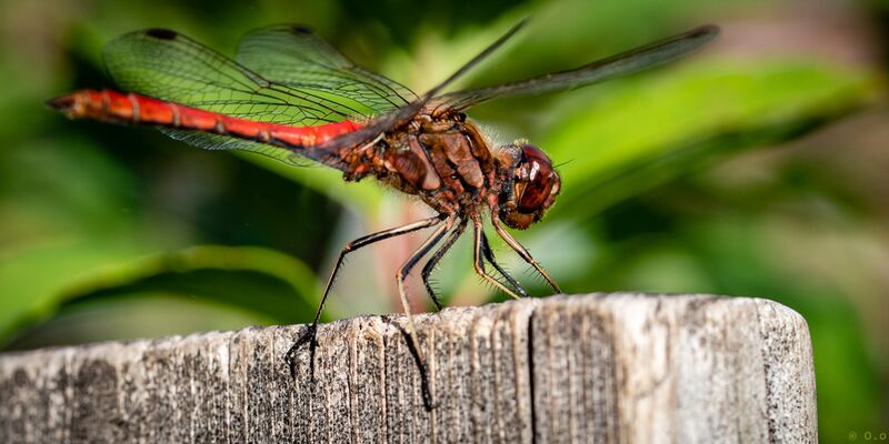 File:Dragonflies-2020-8.jpg