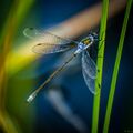 Dragonflies-12.jpg