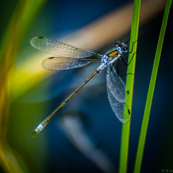 File:Dragonflies-12.jpg