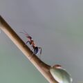 Ant It Just The Way - first crop.jpg