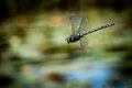 Dragonflies-10.jpg