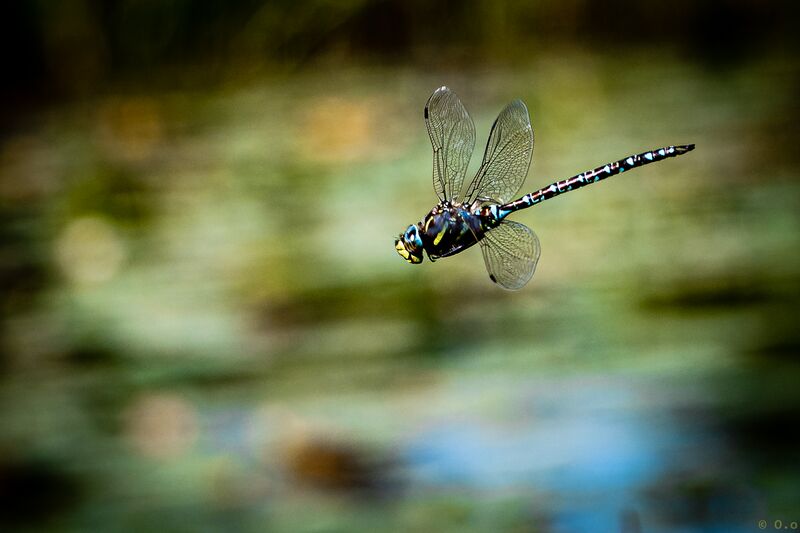 File:Dragonflies-10.jpg