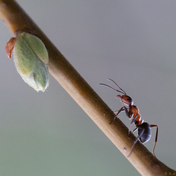 File:Ant It Just The Way - final crop.jpg