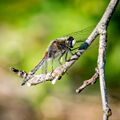 Dragonflies-2020-5.jpg