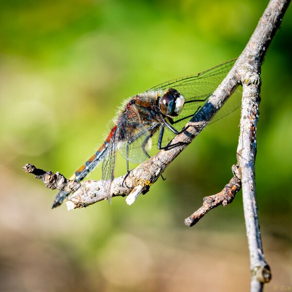 File:Dragonflies-2020-5.jpg