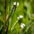 Dragonflies-4.jpg
