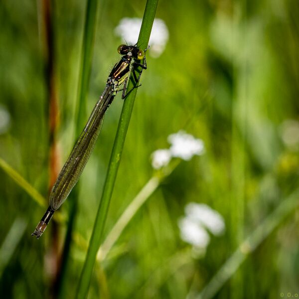 File:Dragonflies-4.jpg