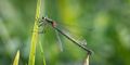 Dragonflies-2020-10.jpg