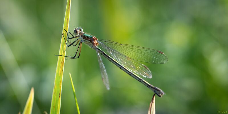 File:Dragonflies-2020-10.jpg