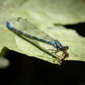 Dragonflies-2020-2.jpg
