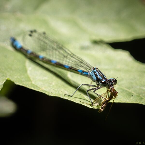 File:Dragonflies-2020-2.jpg
