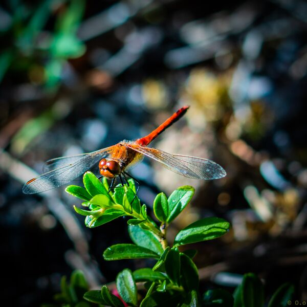 File:Dragonflies-3.jpg